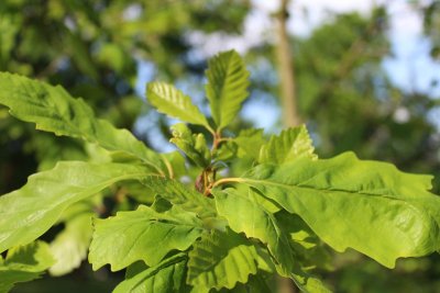 Quercus muehlenbergii - dub Muehlenbergův - jarní listy